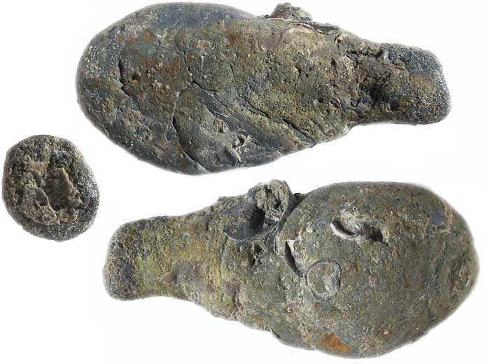 Gastrochaenolites ichnofossile: biorosion de roche fossile du jurassique Boulonnais